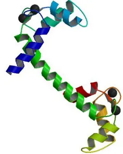 Figure  1.  A  secondary  structural  visualization  of  calmodulin  refined at 2,2 Å resolution