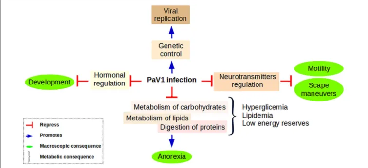FIGURE 9 | Proposed model summarizing the principal findings of this work. Anorexia is a consequence of the inability of a PaV1-infected lobster to digest its food due to its incapability to metabolize lipids and carbohydrates
