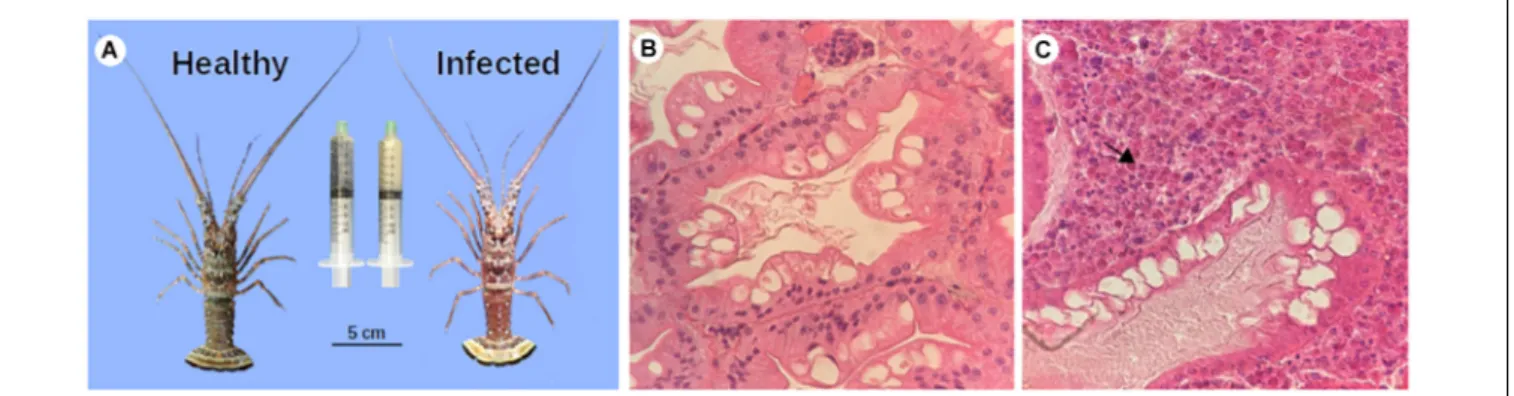 FIGURE 2 | PaV1 infected lobsters vs. uninfected lobsters. (A) Macroscopic signs: a reddish exoskeleton and milky hemolymph (right syringe) were observed in infected lobsters with a very high viral load