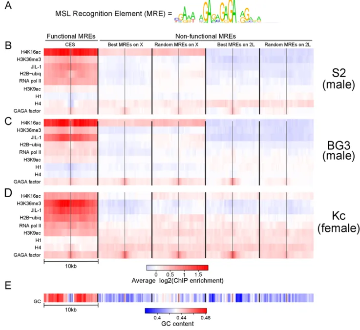 Figure 1. Active chromatin context and elevated GC content are associated with functional MSL recognition elements (MREs) on the X chromosome, independent of MSL binding