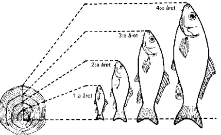 Figur 5. Förhållandet mellan den årliga längdtillväxten och fjällets storlek hos en karpfisk, de smala linjerna utgör den  s.k