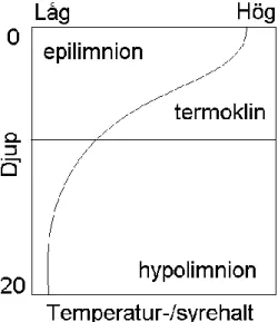 Figur 6. Förenklad skiss över temperatur- och syrehalt i en sjö under sommaren. Ytvattnet (epilimnion) har högst  temperatur och är därmed lättare än bottenvattnet (hypolimnion)