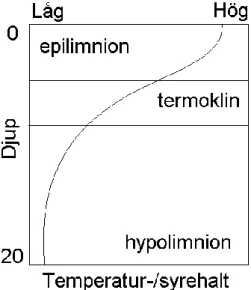 Figur 5. Förenklad skiss över temperatur- och syrehalt i en sjö under sommaren. Ytvattnet (epilimnion) har högst  temperatur och är därmed lättare än bottenvattnet (hypolimnion)