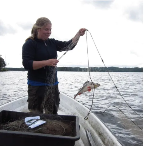 Figur 10. Under provfisket i Ärnanäsasjön fångades fyra abborrar över 30 cm. 