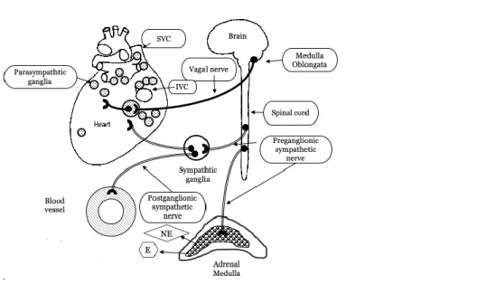 Figure 5. The autonomic innervation of the heart. 