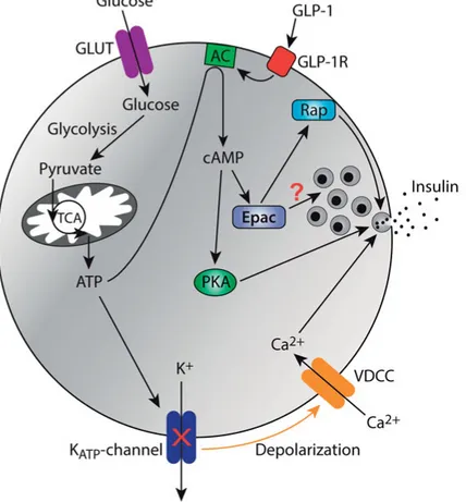 Figure 1: Glucose- and GLP-1-stimulated insulin secretion in β-cells. Glucose en- en-ters the β-cell via GLUT transporen-ters and subsequent glycolysis and oxidative  mito-chondrial metabolism result in increased ATP levels