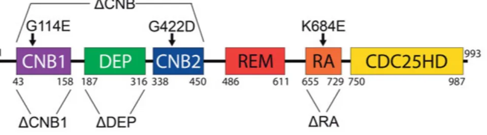 Figure 3: Epac2 constructs used in the present study. Schematic illustration of the  Epac2 domain structure, highlighting domains that have been deleted and amino  acids that have been substituted in different constructs