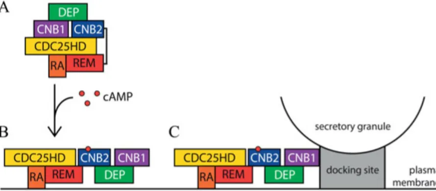 Figure 4: Model for the two-step mechanism underlying recruitment of Epac2 to  secretory granule docking sites at the plasma membrane (A) Inactive Epac2 protein  located in the β-cell cytoplasm