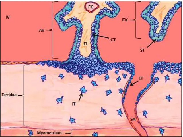 FIGURE  1.1  Structure  of  the  Primate  Placenta.  AV,  anchoring  villi;  CT,  cytotrophoblasts;  ET,  endovascular  extravillous  trophoblasts;  FC,  fetal  capillary;  FI,  fetal  interstitium;  FV,  floating  villi; IT, interstitial extravillous trop