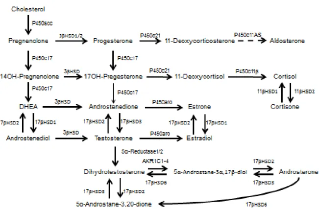 FIGURE 1.2 Steroid hormone synthesis 