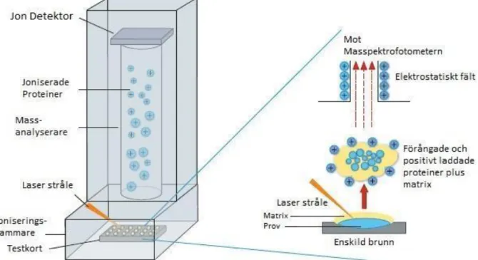 Figur 2. En schematisk bild av MALDI-TOF MS (modifierad bild) (18).