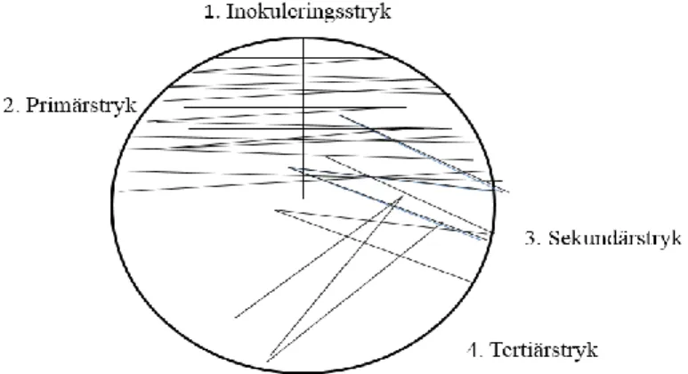 Figur 2. Illustration av tekniken för trestrykmetoden. Inledningsvis görs ett inokuleringsstryk följt av  ett primär-, sekundär- och teritiärstryk