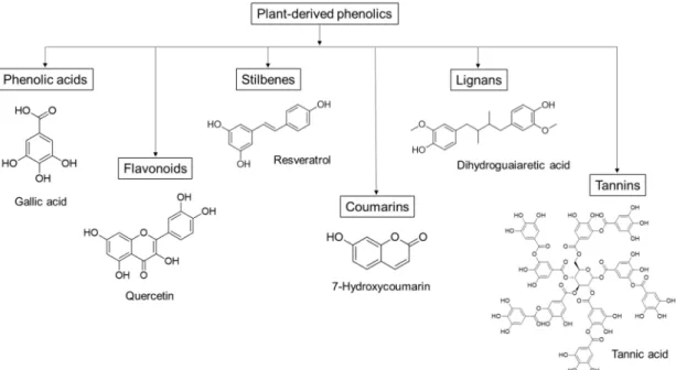 Figure 1. Groups of plant-derived phenolics, and some representative antimicrobial compounds with their chemical structure.
