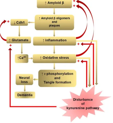 Figure 1. Positive feedback loops of amyloid β hypothesis of Alzheimer’s disease in connection with  disturbance  of  the  kynurenine  pathway