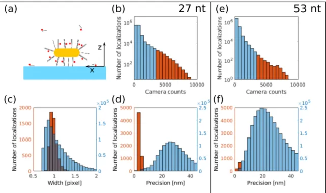 Figure 6. (a) Schematic figure of a functionalized Au nanorod on the coverslip. Localizations with a  brightness value higher than 3500 camera counts were selected for further evaluations using the (b)  27 nt and (e) 53 nt long spacers
