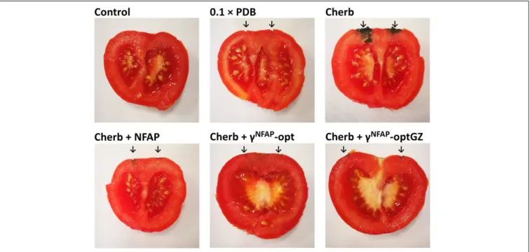 FIGURE 5 | The biopreservation potential of Neosartorya fischeri antifungal protein (NFAP) (Cherb + NFAP) and γ -core peptide derivatives (PDs) (Cherb + γ NFAP -opt, Cherb + γ NFAP -optGZ) of postharvest tomato fruits infected with Cladosporium herbarum FS