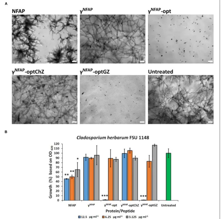 FIGURE 1 | (A) Phenotype of the Cladosporium herbarum FSU 1148 hyphae evolved from conidia treated with 12.5 µg ml −1 Neosartorya fischeri antifungal protein (NFAP) and the γ -core peptide derivatives (PDs) γ NFAP , γ NFAP -opt, γ NFAP -optChZ, and γ NFAP 