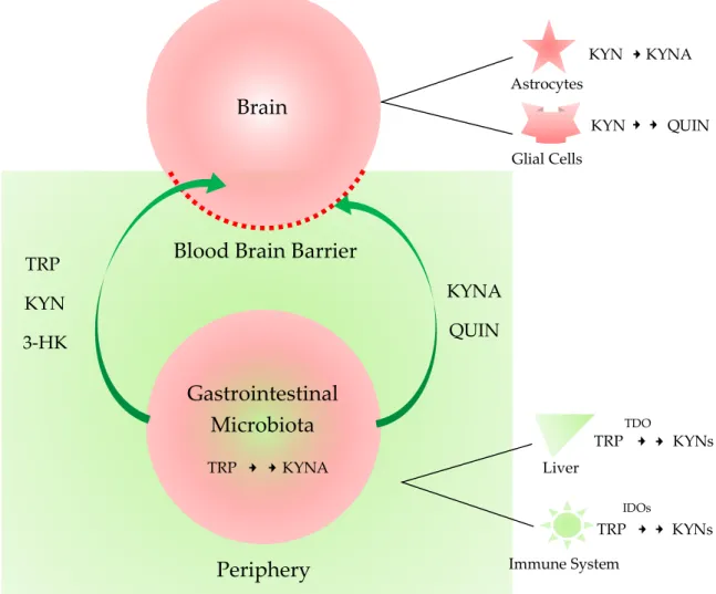 Figure 2. The central nervous system and periphery sequestrated by the blood-brain-barrier and the  microbiota-gut-brain axis