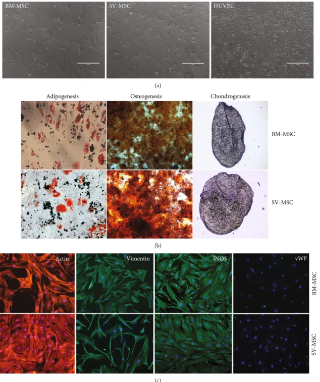 Figure 1: Comparison of morphology and multilineage di ﬀ erentiation potential of vessel wall- and bone marrow-derived MSCs