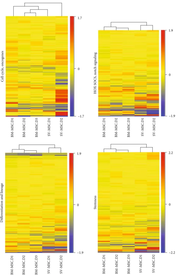 Figure 3: Heat maps of the di ﬀ erentially expressed genes in BM-MSCs and SV-MSCs. Genes related to stemness, HOX, Notch and SOX signaling, di ﬀ erentiation and lineage, cell cycle, and oncogenes were selected