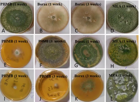 Fig. 4. Resistance patterns to PHMB and borax of indoor Trichoderma isolates. Strains were considered resistant (R) if able to completely cover the plate with sporulating hyphae and sensitive (S) if unable to cover the plates within three weeks