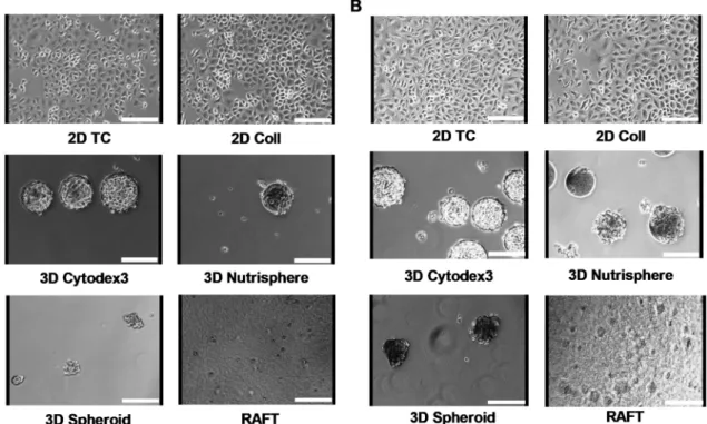Figure 1. Different culture conditions of A549 human adenocarcinoma cells for 4 days (A) and for 9 days (B)