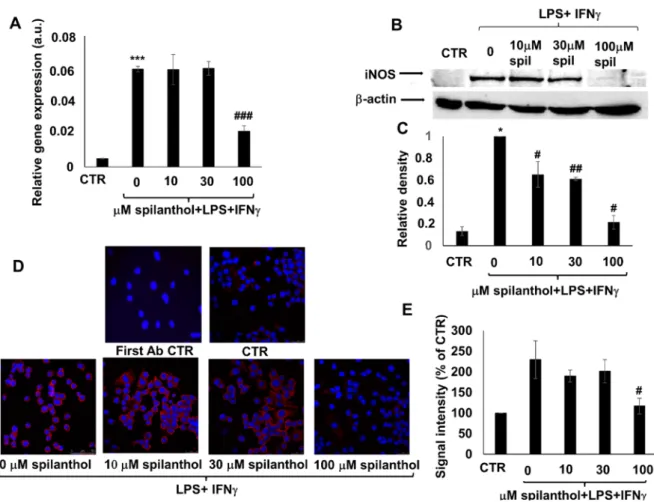 Figure 5. Spilanthol suppresses NO production in LPS/IFNγ-treated RAW264.7 macrophages by  mitigating expression of iNOS mRNA and protein