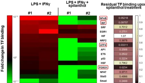 Figure 6. Spilanthol downregulates transcription factor pathways involved in inflammatory gene  regulation