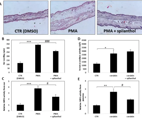 Figure 7. Spilanthol alleviates symptoms and decreases signs of inflammation in experimental  dermatitis and reduces leukocyte infiltration in pancreatitis