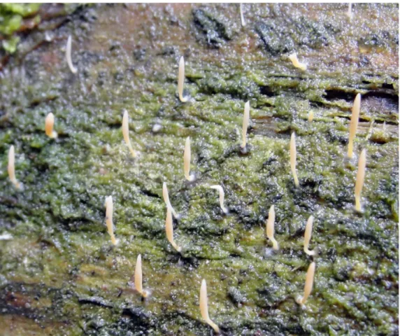 Fig. 4. Multiclavula mucida in reserve ‘Tinovul Mare Poiana Stampei’ (Eastern Carpathians,  Romania) (Photo: Lőkös, L., 2019)