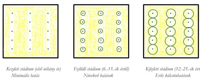 8. ábra:   Kezdeti stádium (első néhány év)  Fejlődő stádium (6.-15.-ik évtől)  Kifejlett stádium (12.-25.-ik évtől) 