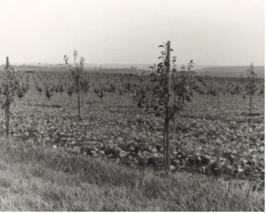 3. ábra: Fás szántó Észak-Németországban a  20. század második felében (f.: Niedersachsen  Landwirtschaftskammer)