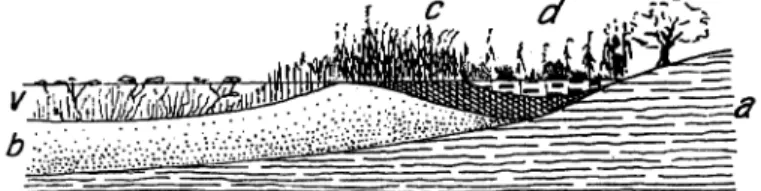 Fig.  4.  Moorsee  im  Anfang  des  Zuwachsens;  a. =  Moor-Untergrund:  b =  Moorsclilamm: 