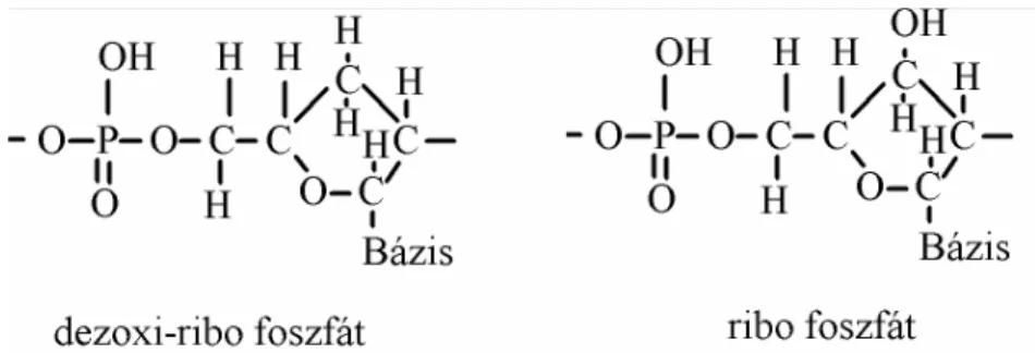 6. ábra A sejtmagot alkotó makromolekula és az azt kiolvasó hírvivő  makromolekula vegyi alapegységei 