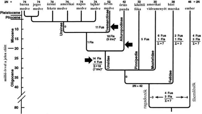 14. ábra A kromoszómák változása a törzsfejlődés ága mentén. 139