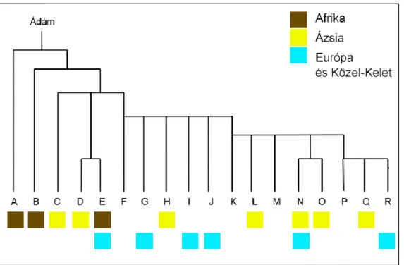 Ábra 14. Az Y-kromoszómás filogenetikai fa