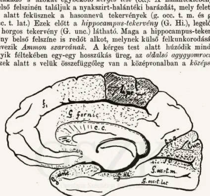 4. ábra. A nagy agy bal féltekéjének belső felülete. (A pontozott területek az érző, a  vonalozottak a mozgató központoknak felelnek meg)
