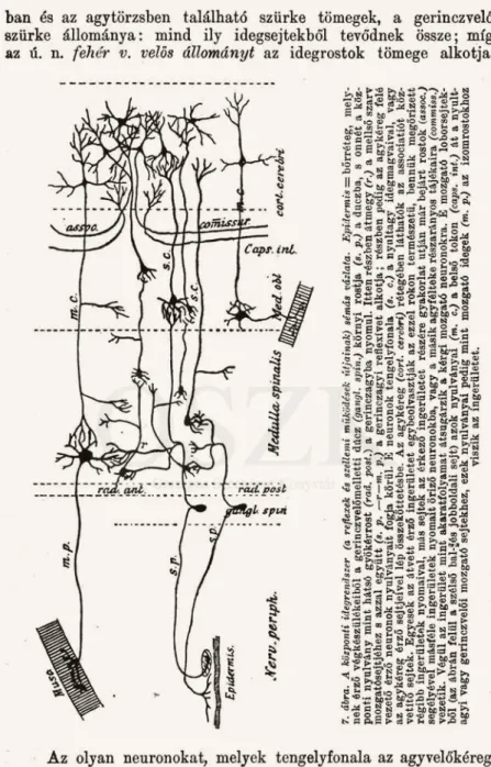 7. ábra. A központi idegrendszer (a reflexek és szellemi működései: útjainak) sémás vázlata