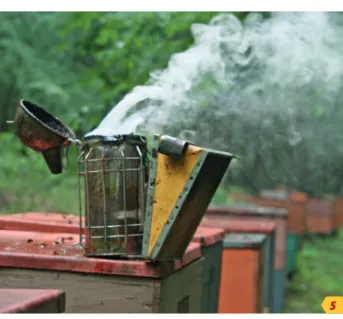 Beindított füstölő nélkül (5. kép) ne kezdjünk  a méhészkedéshez, akkor sem, ha olyan békés a  méhcsalád, hogy órákig nincs szükség rá
