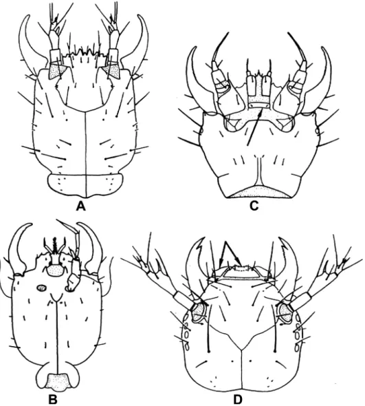 5. ábra:  Diochus sp. (A) és  Tachyporus californicus Horn (D) lárvájának feje felülrõl (a nyilak a felsõ ajkat jelölik); Sunius confluentus (Say) (B) és Euaesthetus sp