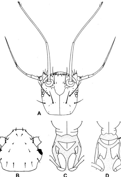 6. ábra: Stenus juno (Paykull) (A) és Holobus flavicornis (Lacordaire) (B) lárvájának feje felülrõl;  Ouchemus badipes (Le Conte) (C) és Homaeotarsus sp