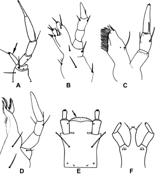 7. ábra: Scopaeus sp. (A), Oxyporus maxillosus Fabricius (B),  Deleaster dichrous (Gmelin) (C) és Micropeplus staphylinoides (Marsham) (D) bal oldali állkapcsa alulról (B, D), illetve jobb oldali állkapcsa felülrõl (C) (a nyíl az állkapocskaréjt jelöli); O