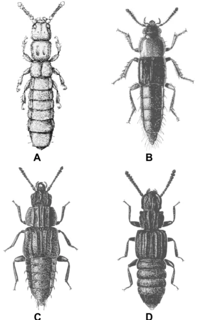 10. ábra: Gynotyphlus piffli (Scheerpeltz) (A),  Olisthaerus substriatus (Paykull) (B), Pseud- Pseud-opsis sulcatus Newman (C) és Thoraxophorus corticinus Motschulsky (D) (Székessy 1963 nyomán)
