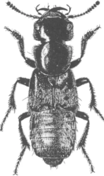 13. ábra: Staphylinus maxillosus Lin- Lin-naeus (Székessy 1963 nyomán)