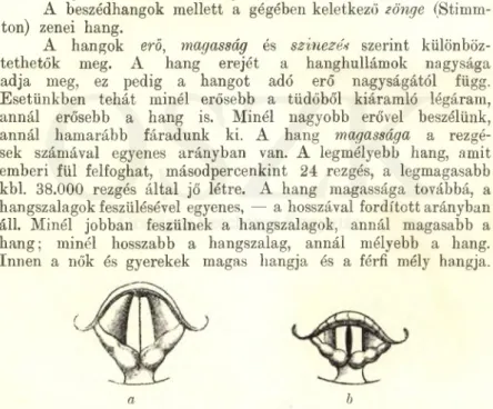 14. ábra. A  hang rés  a  registereknél.  a  mellhangnál;  b  falset,  fejhangnál.