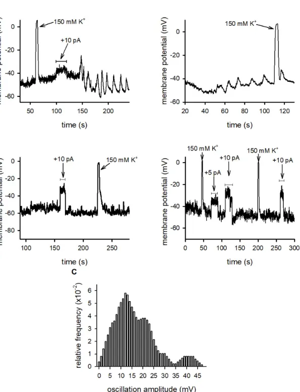 Figure 3. Membrane potential responses of IS conjugated and lone T cells. (A): D10 T cells engaged in  IS with CH12 cells. The  membrane potential was measured in  the current‐clamp mode. Left panel: 
