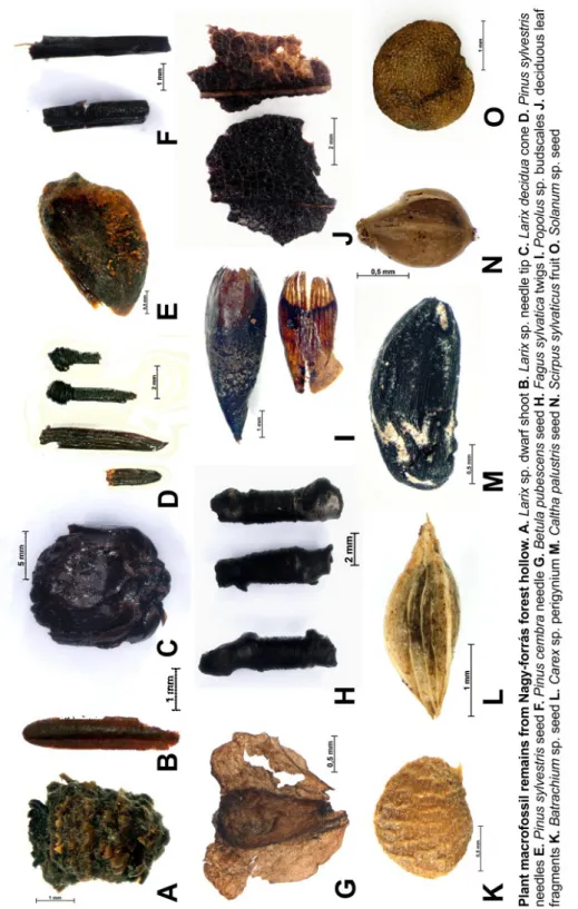 Fig. 3.      Plant macrofossil remains from Nagy-forrás forest hollow. The pictures were taken with a Zeiss SteREO Discovery.V12 microscope in the Institute of Archaeology of the Research Centre for the Humanities (Hungarian Academy of Sciences)