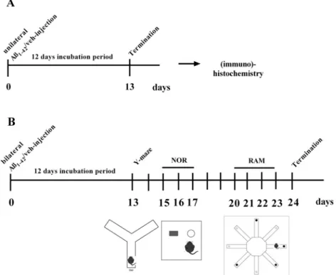Fig. 1. Chronological ﬂ owchart for immunohistochemistry (A) and behavioural studies (B).