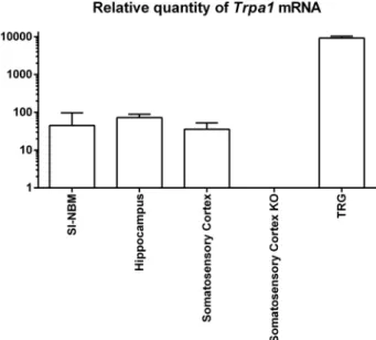 Fig. 3. Morphological changes in the brain of TRPA1 +/+ and TRPA1 −/− mice after Aβ 1-42 injection