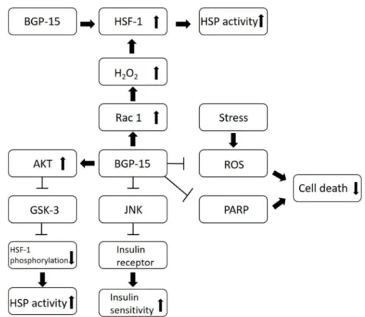 Figure 2. Mechanisms of effects of BGP-15.